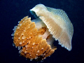   Jellyfish  